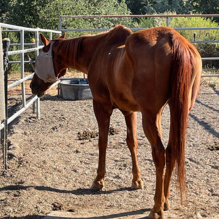 A very skinny horse wearing a fly masking in a sandy paddock on Midpen land.